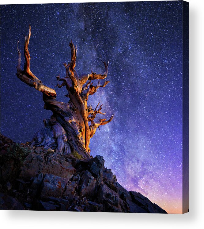Galaxy Acrylic Print featuring the photograph The Ancient Tree by Surjanto Suradji