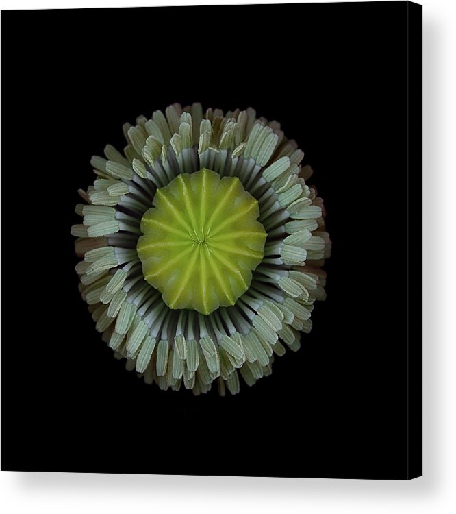 Macro Acrylic Print featuring the photograph The Center Of A Poppy by Lotte Grnkjr