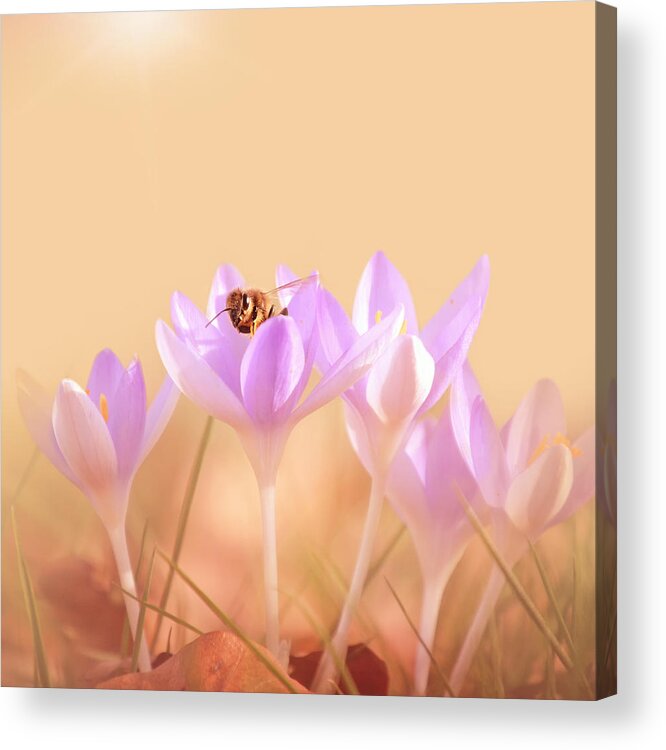 Crocus Acrylic Print featuring the photograph The Earth Blooms by Jaroslav Buna