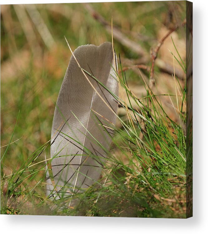 Sweden Acrylic Print featuring the pyrography The feather by Magnus Haellquist