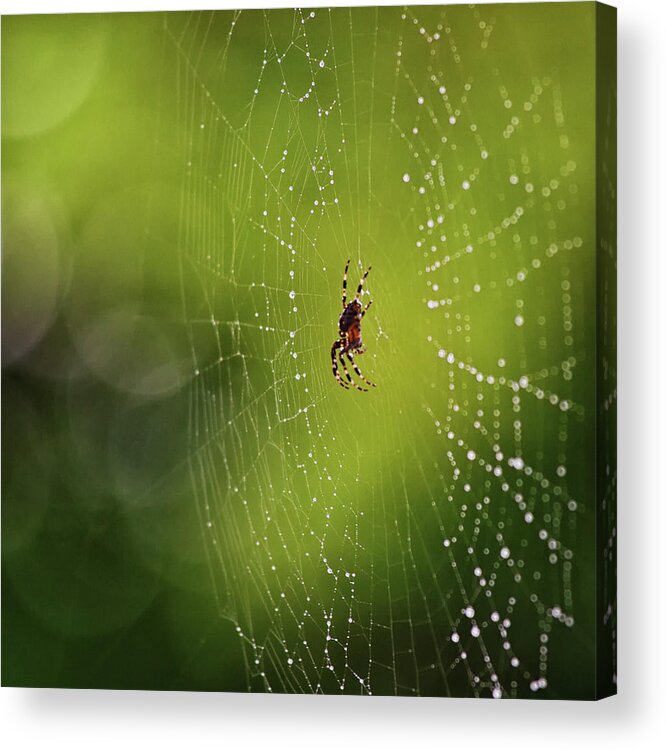 Spider Acrylic Print featuring the photograph The great architect in the morning light by Tatiana Travelways