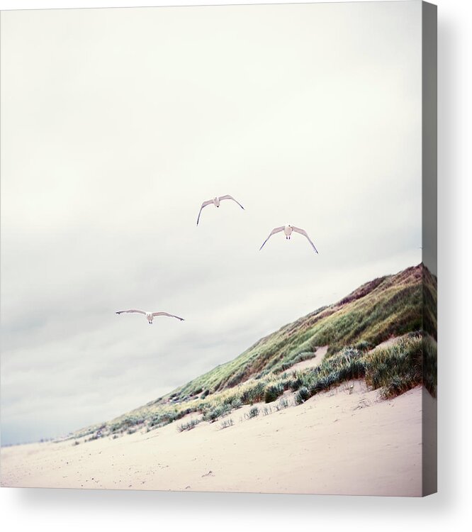 Scenics Acrylic Print featuring the photograph Three Seagulls At Beach by Elisabeth Schmitt