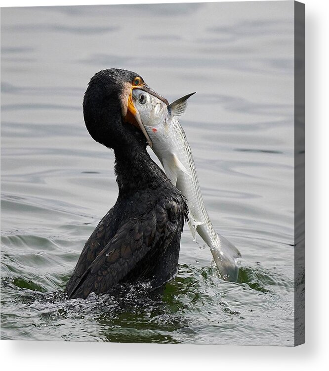 Cormorant Acrylic Print featuring the photograph Too Big For You by Makoto Hamasaki