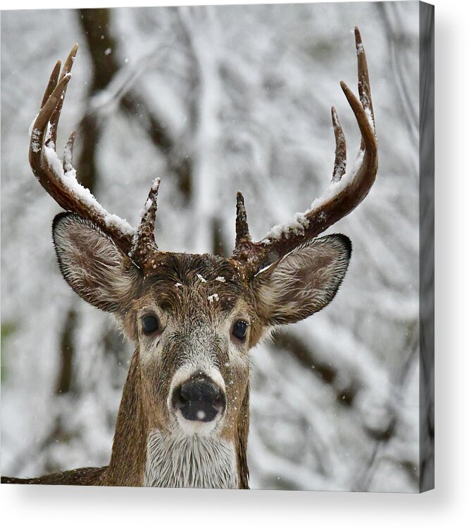 Deer Acrylic Print featuring the photograph Ten Point Buck 9634 by Michael Peychich