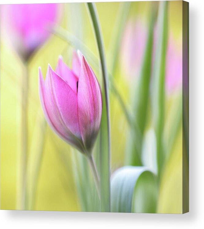 Tulip Acrylic Print featuring the photograph Tulip by Mandy Disher