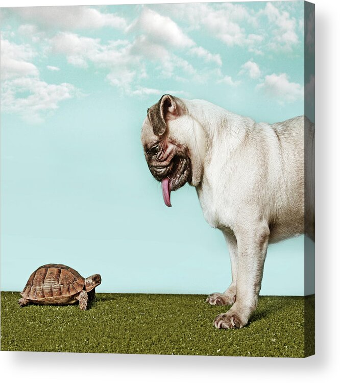 Pets Acrylic Print featuring the photograph Turtle And Pug by Retales Botijero