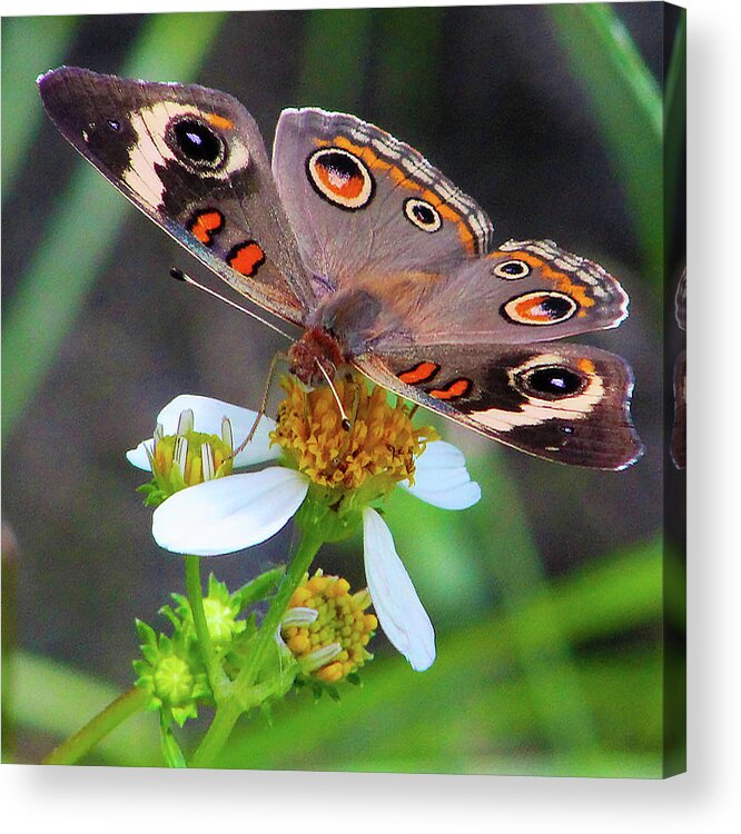 Butterfly Acrylic Print featuring the photograph Uncommon Buckeye by Michael Allard