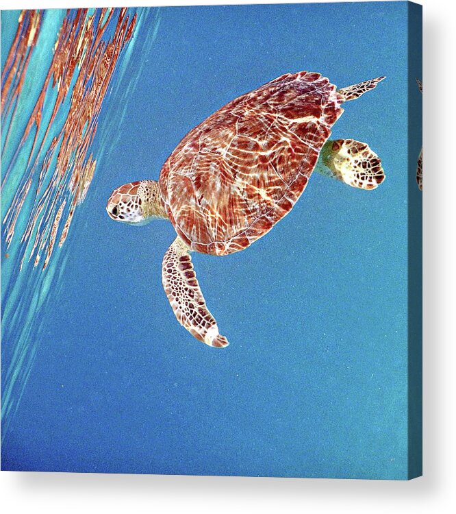 Underwater Acrylic Print featuring the photograph Underwater Depths II by Kathy Mansfield