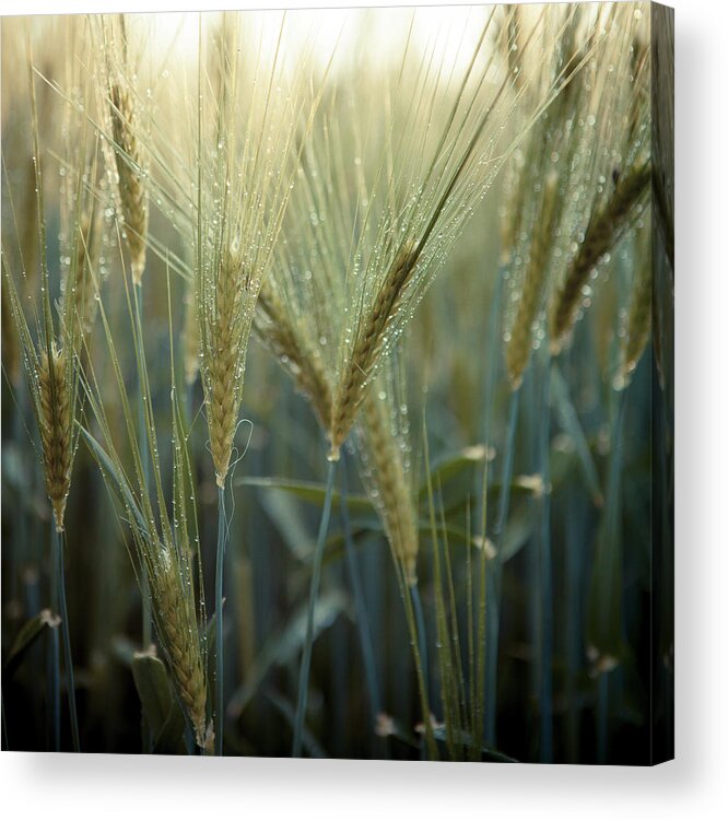 North Rhine Westphalia Acrylic Print featuring the photograph Wet Wheat by Bjuhasz