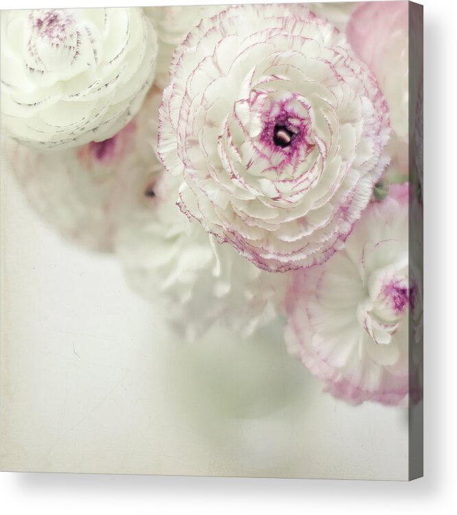 White Background Acrylic Print featuring the photograph White And Pink Ruffled Ranunculus by Cindy Prins