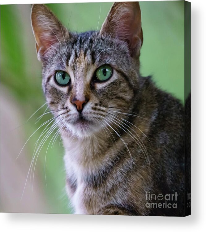 Grass Acrylic Print featuring the photograph Wild Cat Portrait Head On by Pablo Avanzini