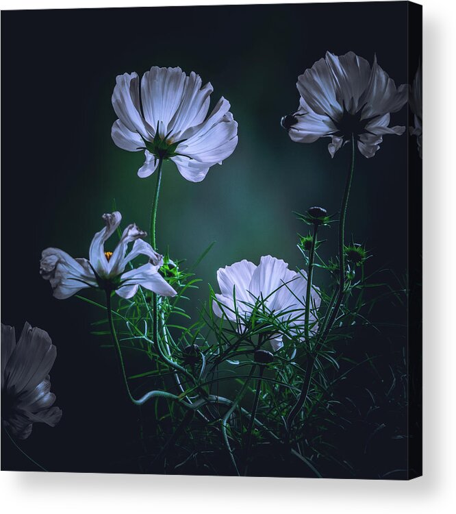Flora Acrylic Print featuring the photograph Wild wind Flowers by Bob Orsillo