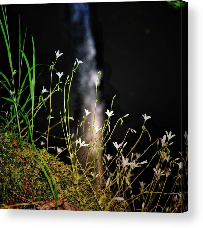 Wildflowers Acrylic Print featuring the photograph Wildflowers by Gene Graff