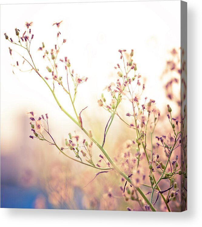 Environmental Conservation Acrylic Print featuring the photograph Wilted Dandelion by 4x-image