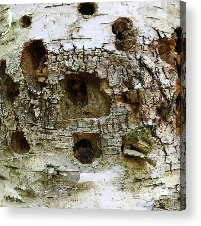 Photography Acrylic Print featuring the photograph Woodland 19 by Amy E Fraser