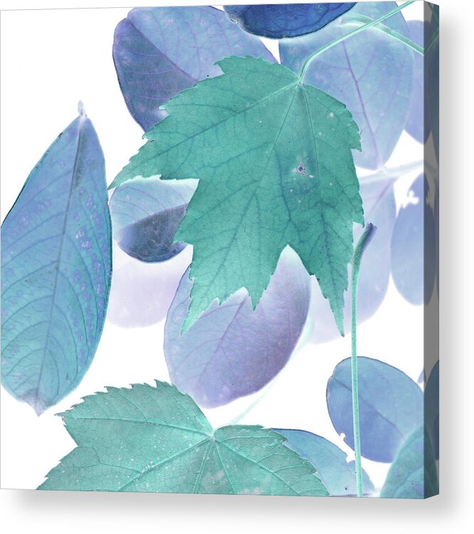 Botanical Acrylic Print featuring the painting Xray Leaves IIi by Vision Studio