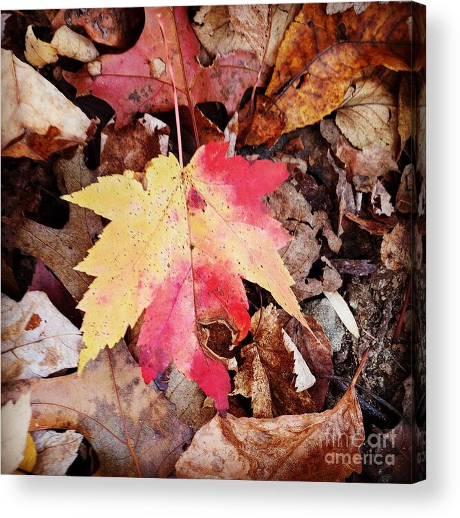 Autumn Acrylic Print featuring the photograph Autumn Leaf #1 by Anita Adams