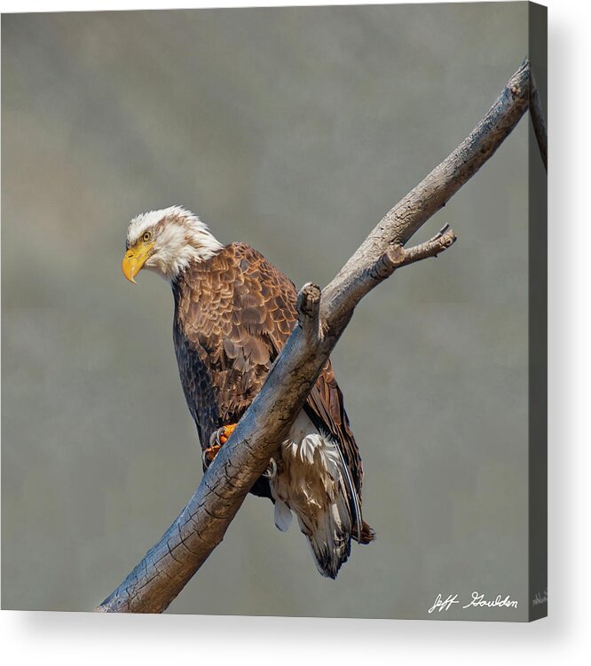 Animal Acrylic Print featuring the photograph Bald Eagle Perched in a Dead Tree #1 by Jeff Goulden