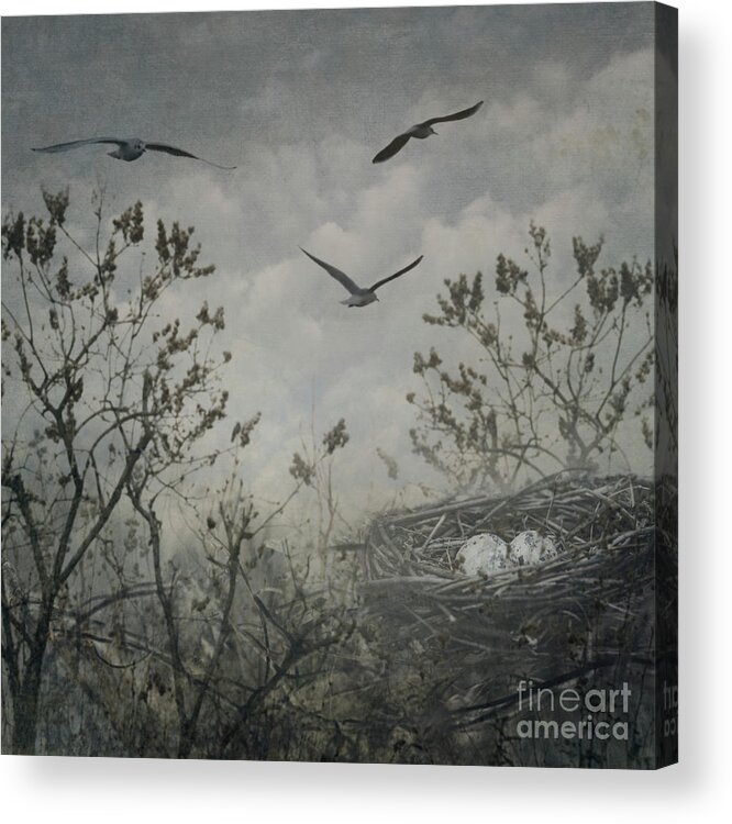 Bird Acrylic Print featuring the photograph Bird Nest #1 by Jelena Jovanovic