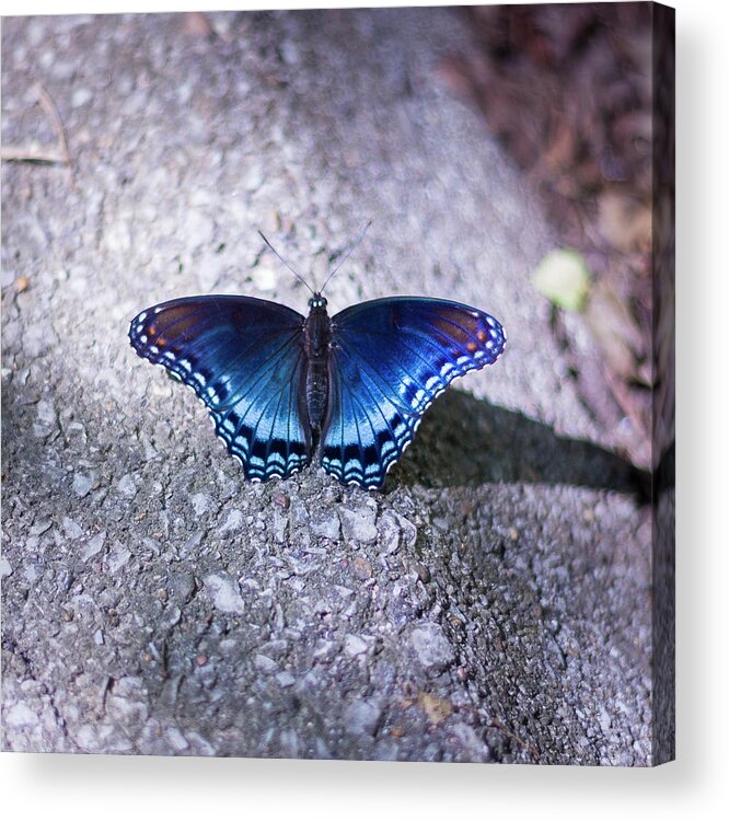 Butterfly Acrylic Print featuring the photograph Blue Butterfly #1 by David Beechum