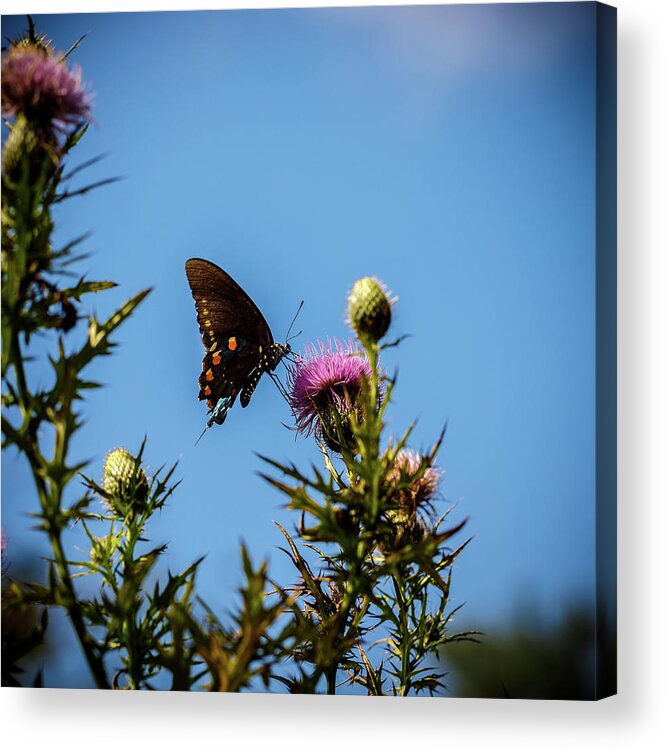 Butterfly Acrylic Print featuring the photograph Butterfly by David Beechum