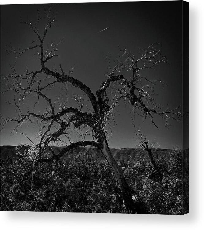 Tree Acrylic Print featuring the photograph Desert Floor by George Taylor