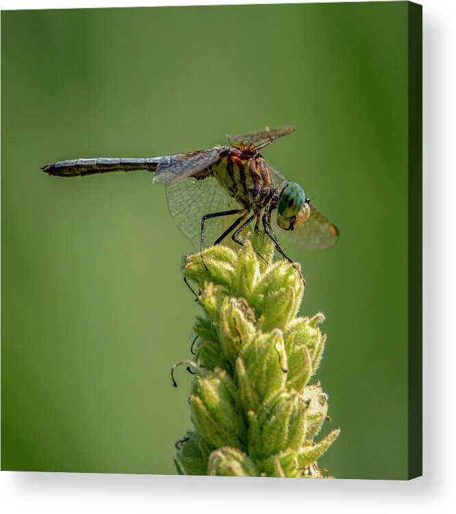 Insect Acrylic Print featuring the photograph Dragon Fly by Cathy Kovarik
