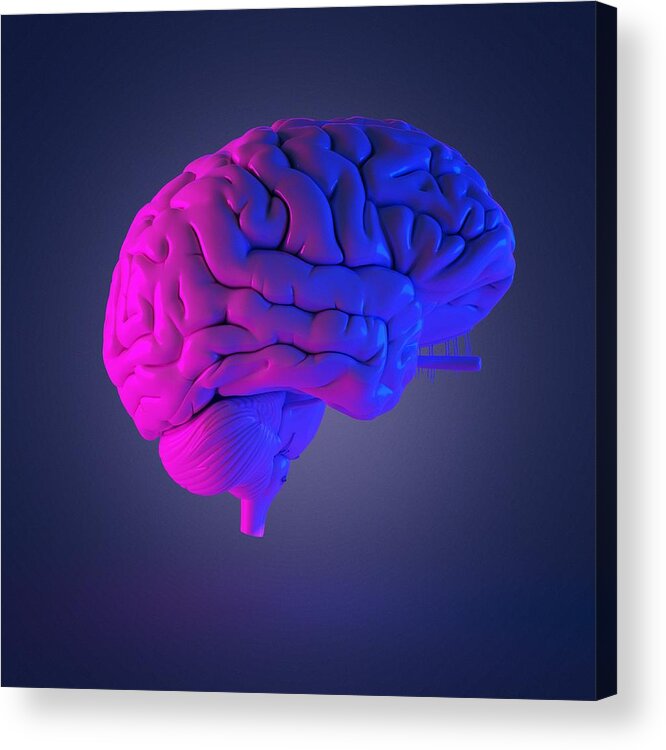Cerebral Cortex Acrylic Print featuring the photograph Human brain, illustration #1 by Sebastian Kaulitzki/science Photo Library