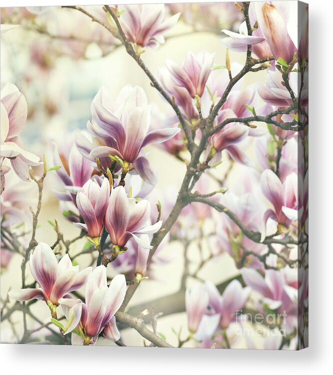 Magnolia Acrylic Print featuring the photograph Magnolia Flower #1 by Jelena Jovanovic