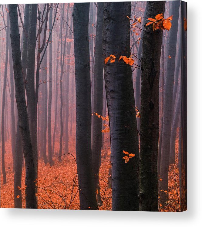 Mountain Acrylic Print featuring the photograph Orange Wood by Evgeni Dinev