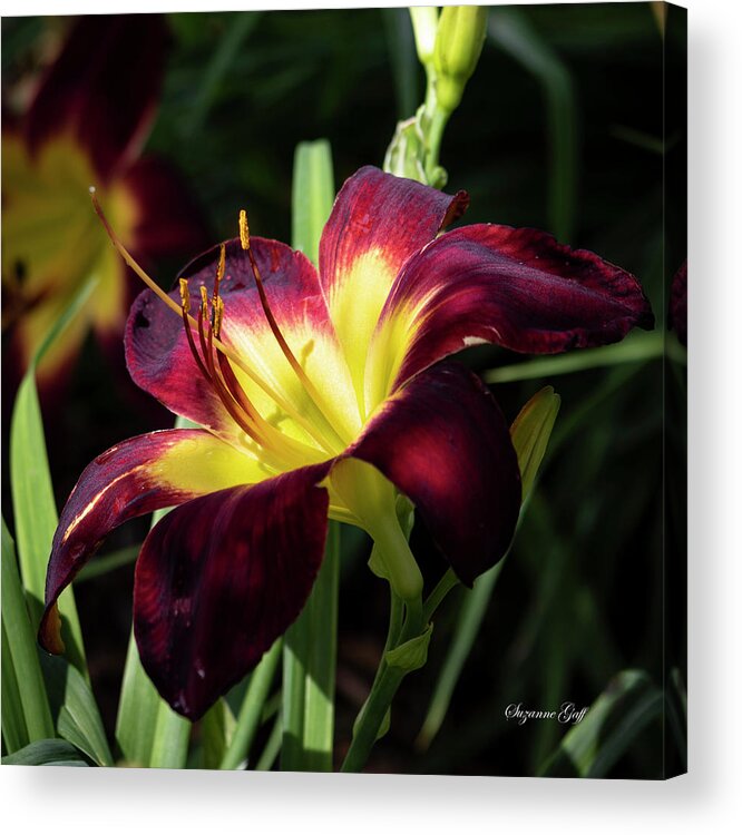 Photograph Acrylic Print featuring the photograph Persian Ruby Daylily II #2 by Suzanne Gaff