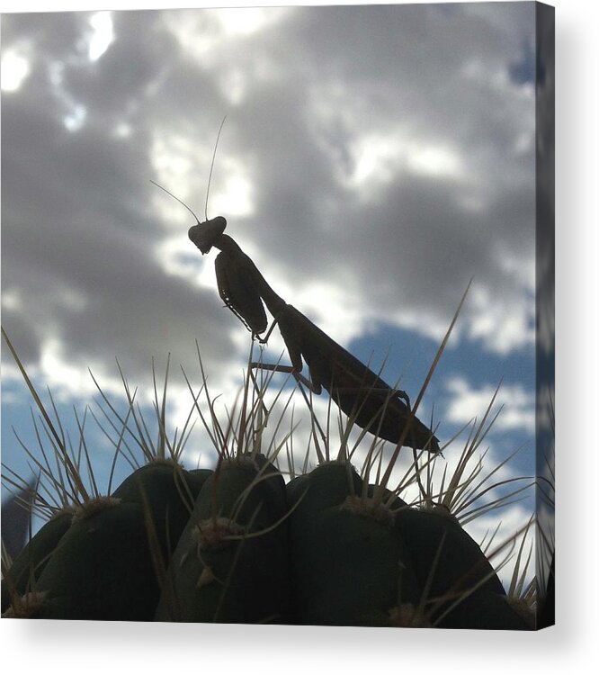 Praying Mantis Acrylic Print featuring the photograph Praying Mantis #1 by Perry Hoffman