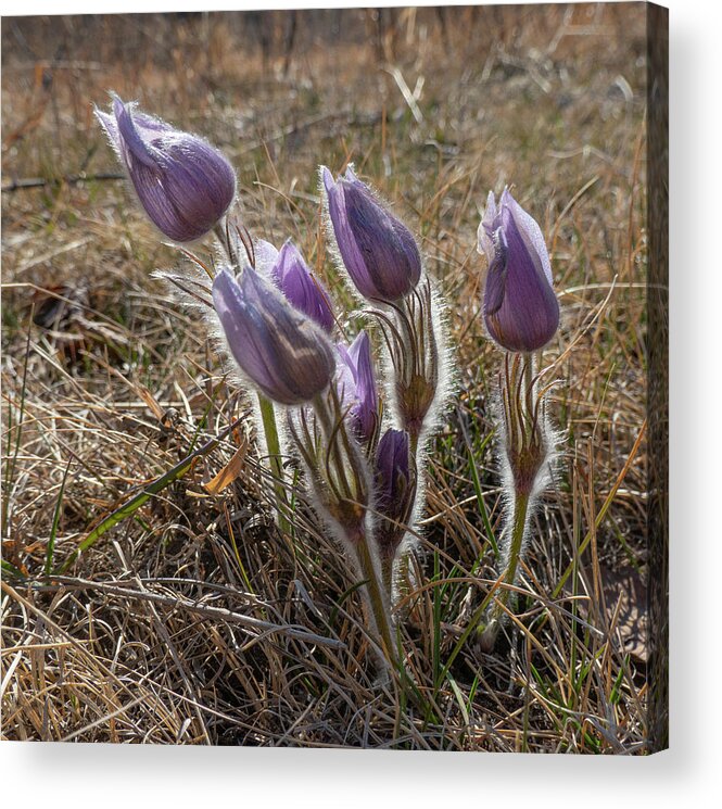 Crocus Acrylic Print featuring the photograph Spring Prairie Crocus #1 by Phil And Karen Rispin