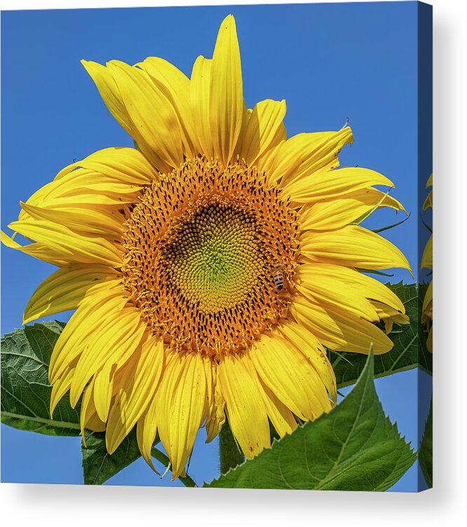 Sunflower Acrylic Print featuring the photograph Sunflower #1 by Harold Rau