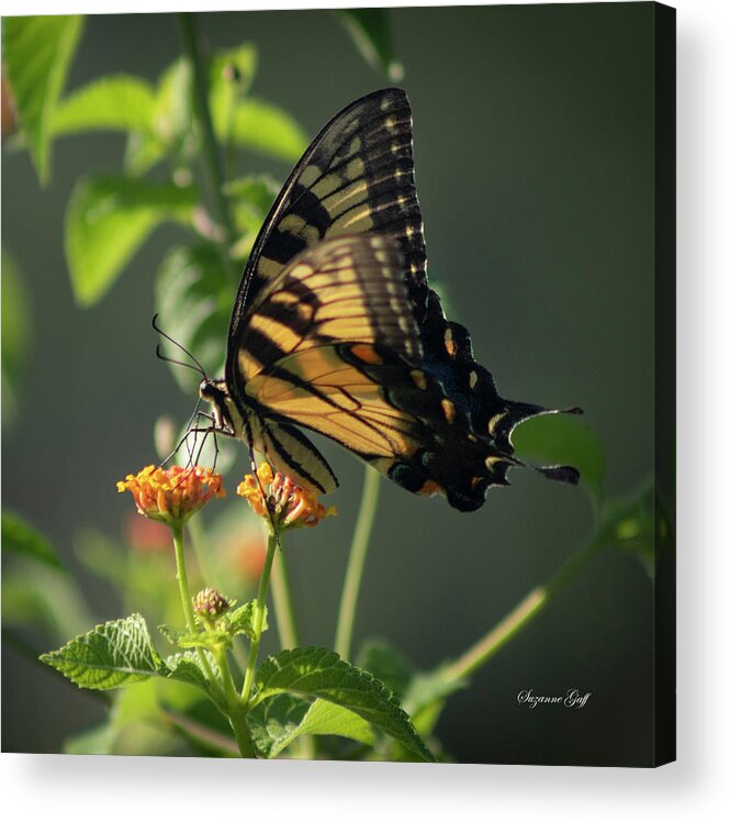 Photograph Acrylic Print featuring the photograph Tiger Swallowtail Butterfly III #1 by Suzanne Gaff