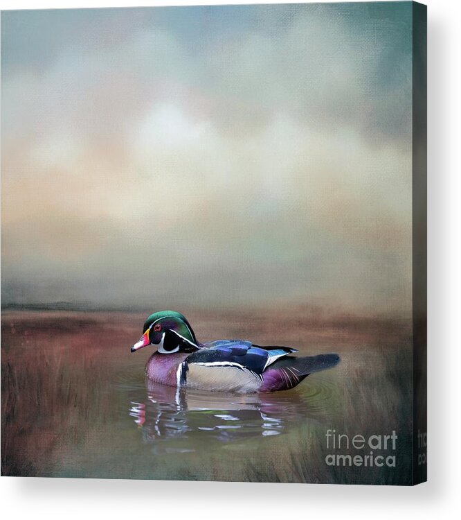 Wood Duck Acrylic Print featuring the mixed media Wood Duck Swimming #1 by Eva Lechner