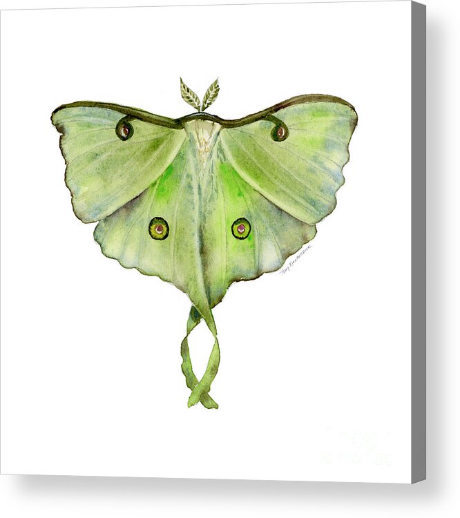 Green Butterfly Acrylic Print featuring the painting 100 Luna Moth by Amy Kirkpatrick