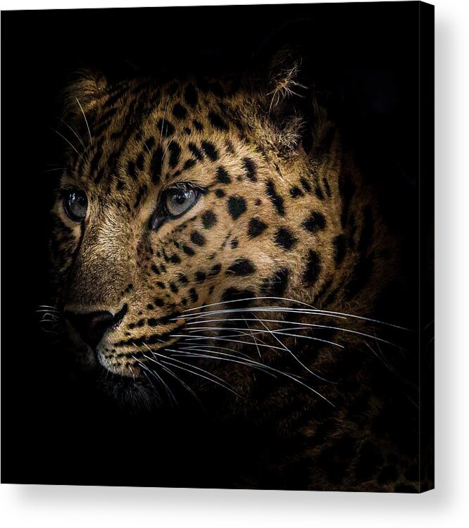 Amur Acrylic Print featuring the photograph Amur Leopard #2 by Chris Boulton