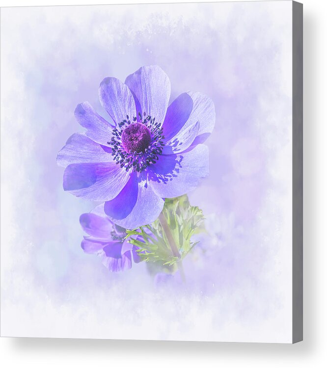 Arps Acrylic Print featuring the photograph Anemone in Blue #2 by Sue Leonard