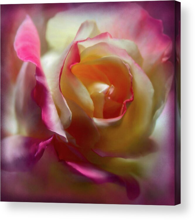 Roses Acrylic Print featuring the photograph Fire and Ice Rose #2 by Sally Bauer