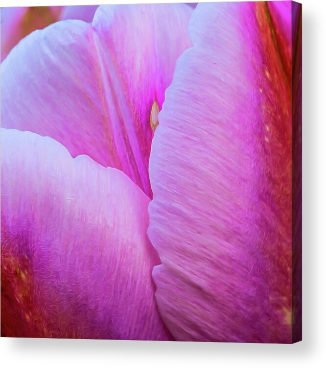 Tulip Acrylic Print featuring the photograph In The Pink #2 by Cathy Kovarik