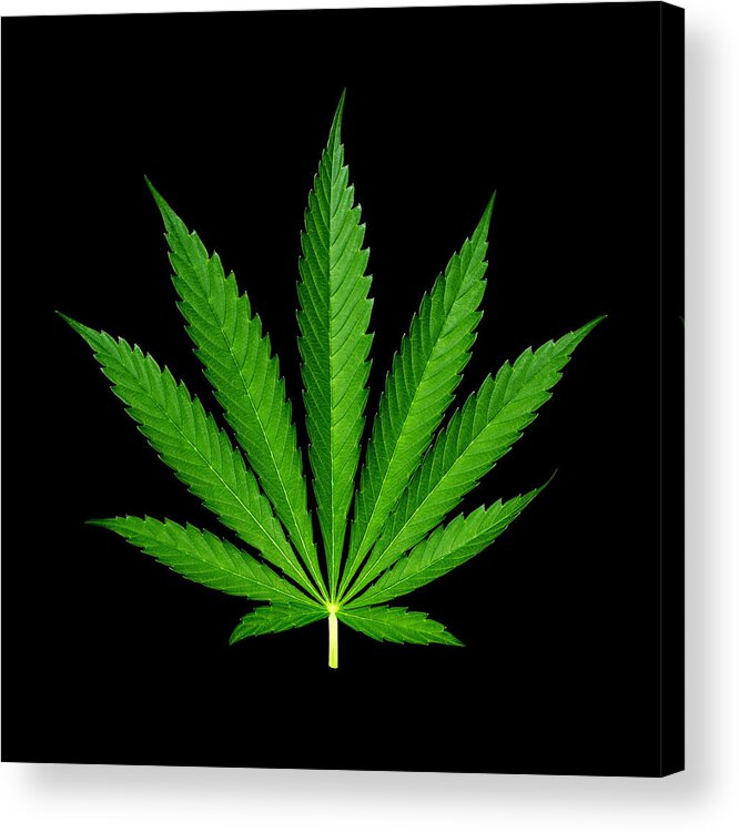 Cannabis Acrylic Print featuring the photograph 9-Point Cannabis Leaf Black Background by Luke Moore