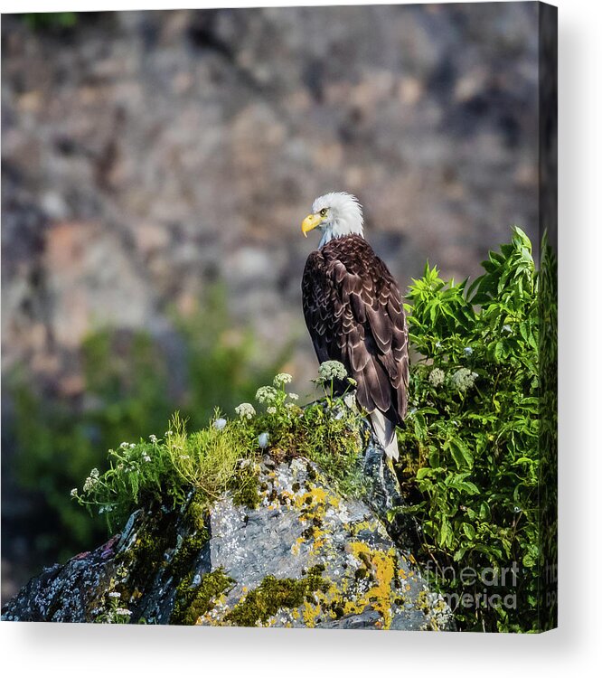 Eagle Acrylic Print featuring the photograph Bald eagle sitting on the rock by Lyl Dil Creations