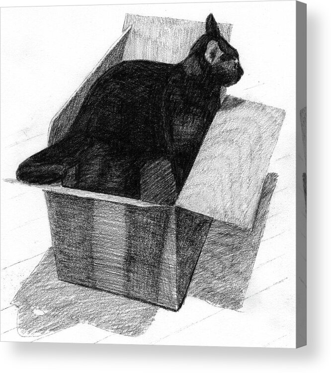 Cat Acrylic Print featuring the drawing A black cat in a box with his head and tail out of the box by Tim Murphy