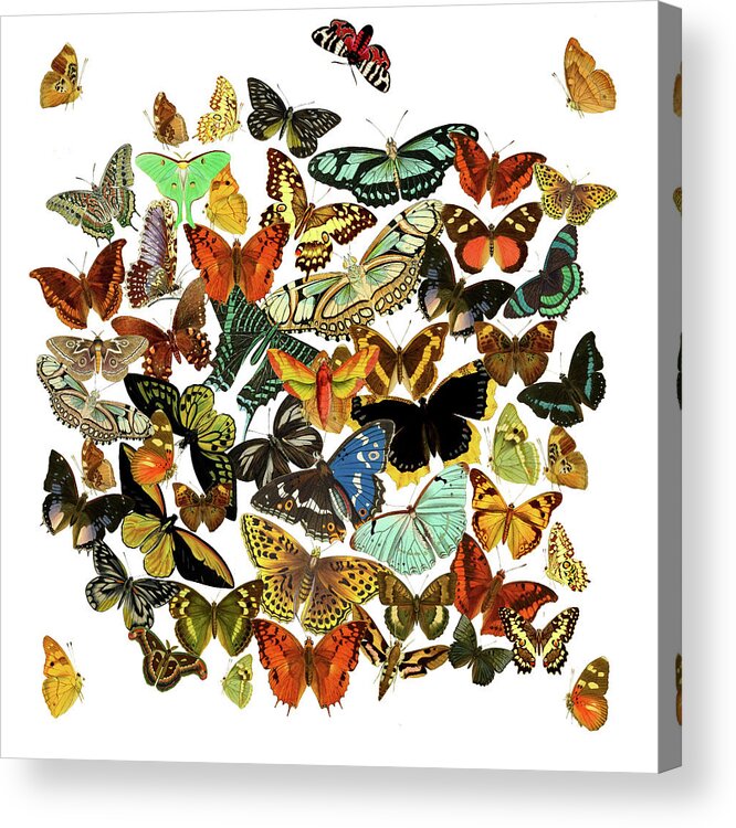 Butterflies Acrylic Print featuring the digital art A Bunch of Butterflies by Lorena Cassady