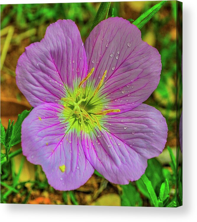 Flower Acrylic Print featuring the photograph Showy Evening Primrose of Texas by James C Richardson