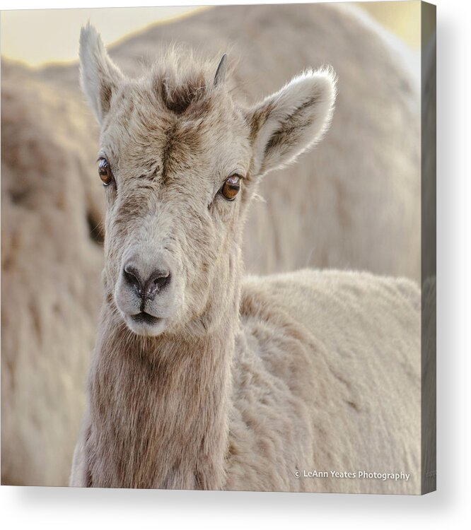 Big-horn Sheep Acrylic Print featuring the photograph A Little Lamb Cuteness by Yeates Photography