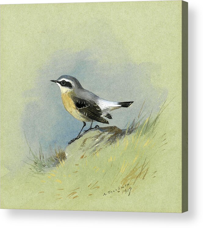 Archibald Thorburn Acrylic Print featuring the drawing A male Wheatear by Archibald Thorburn