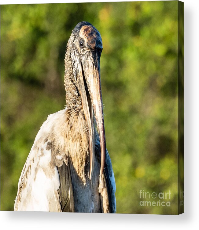 Wood Stork Acrylic Print featuring the photograph A Young Wood Stork at Eagle Lake Park Florida by L Bosco