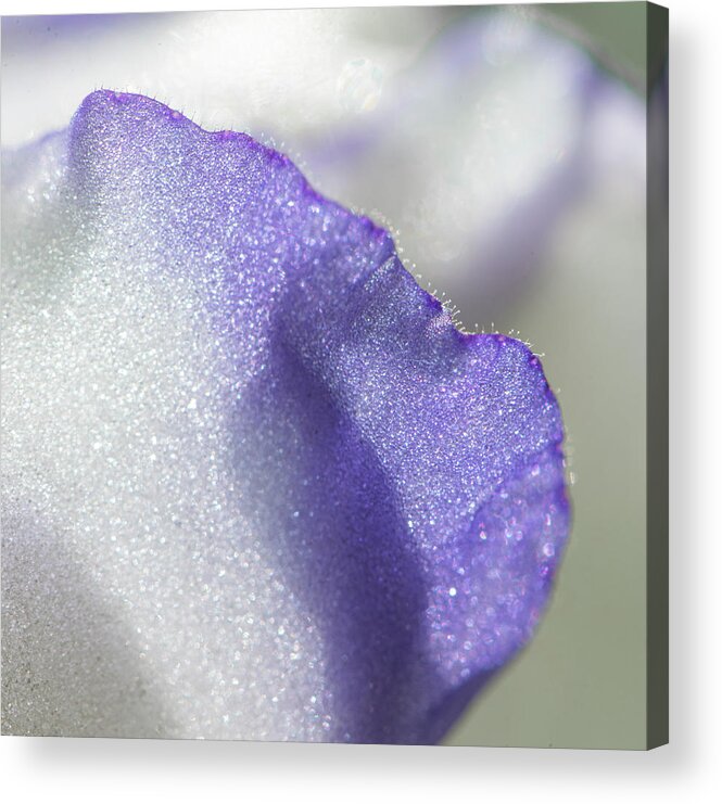 African Violet Acrylic Print featuring the photograph African violet abstract by Phil And Karen Rispin